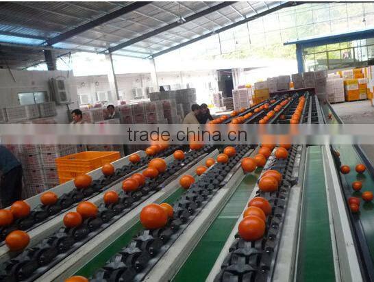 Fresh Gannan Navel Orange, best quality China Navel Orange