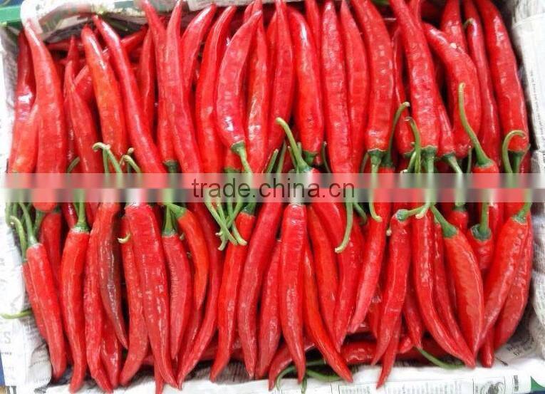 DALAT FRESH RED CHIILI