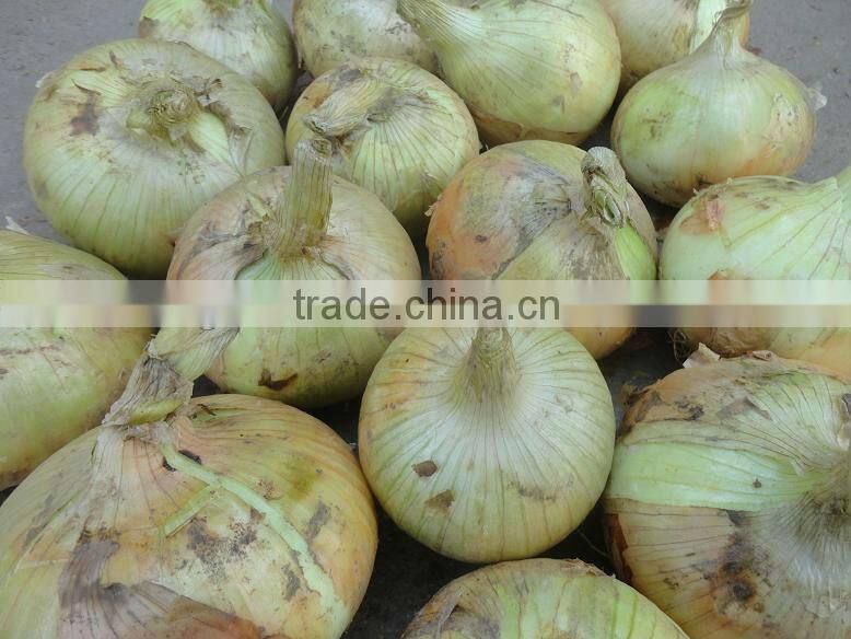 fresh round yellow onion 5-7cm,7-9cm
