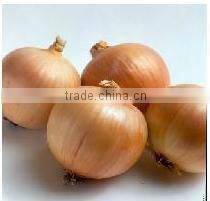 onion ( Red - Yellow - White - spring onion )
