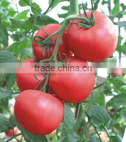 Super High Yield Top Quality Hybrid F1 Indeterminate Growth Big Pink Tomato Seeds For Growing-Zhong Yan No.10