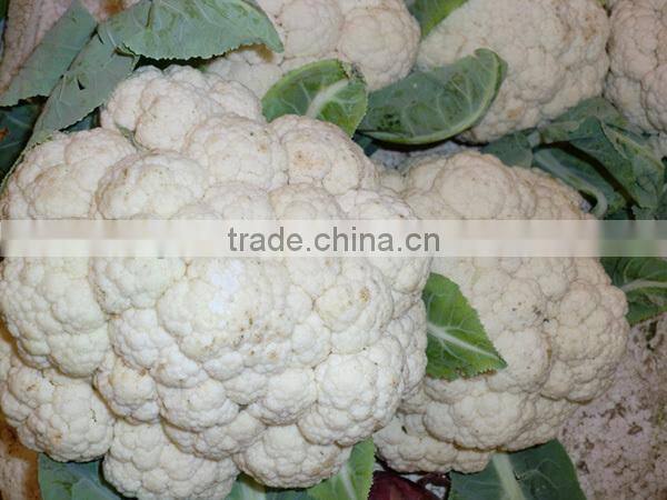 NCF35 Zaodian early mature hybrid cauliflower seeds,name of vegetable seed