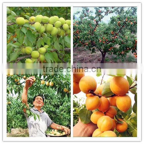 Agricultural Bulk Organic Fertilizer Prices