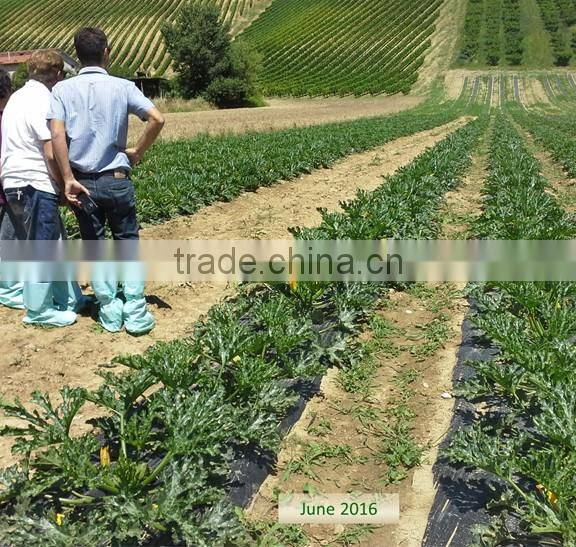 soluble humic acid organic carbon fertilizer for green and health