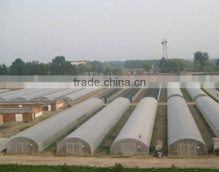 Single-Span Hot-Dip Galvanized Steel Pipe Frame 200mm PVC Film Covered Greenhouse