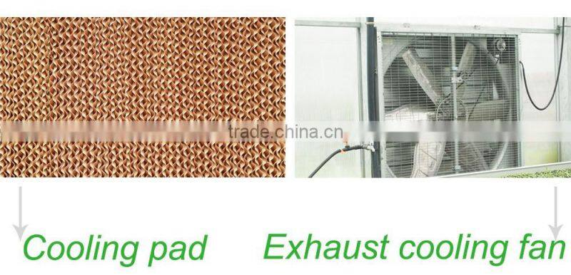 Hot Sale Agricultural Tomato Greenhouse Farming