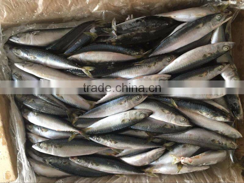 Frozen Pacific Mackerel In Fish