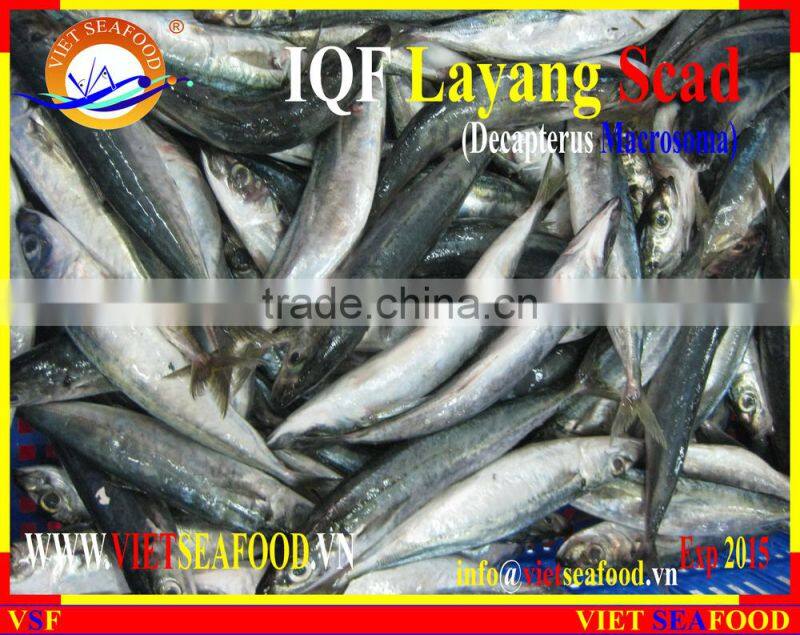 IQF LAYANG SCAD WHOLE ROUND