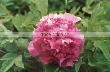 Tree Peony Plant Root Jia Ge Jin Zi