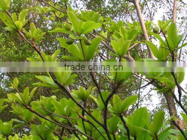 Tabebuia pentaphylla