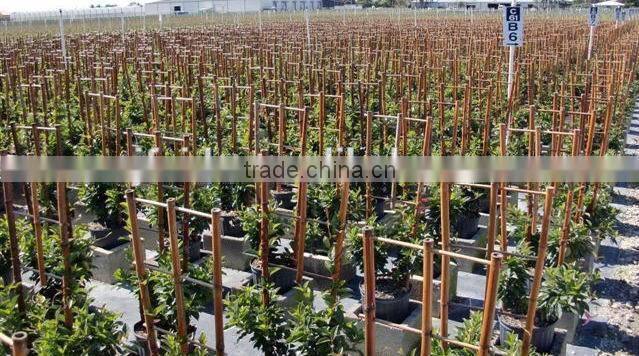 FD-004 Different types of garden decoration for flower