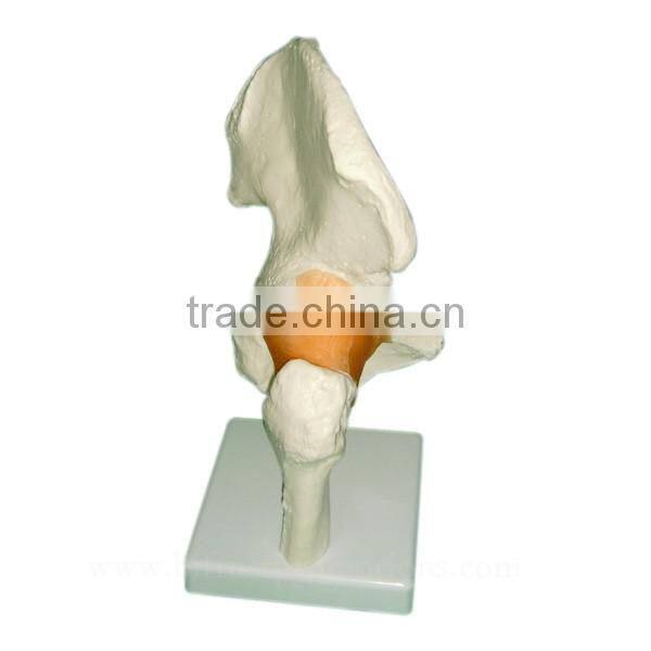 Vivid Human Body Anatomy Pelvic Bone Model