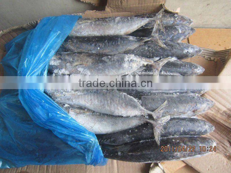 frozen seafood bonito tuna