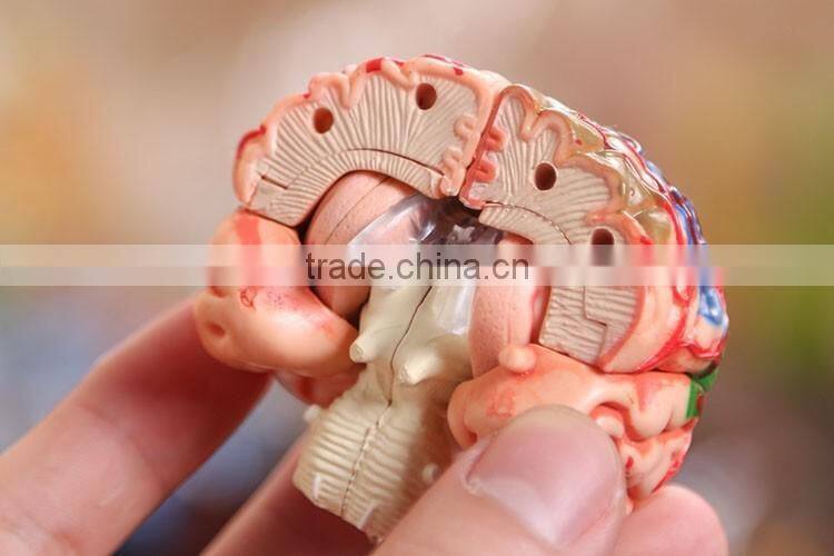 Education Toy Human brain model structure model assembled Anatomy dimensional model 32pcs set