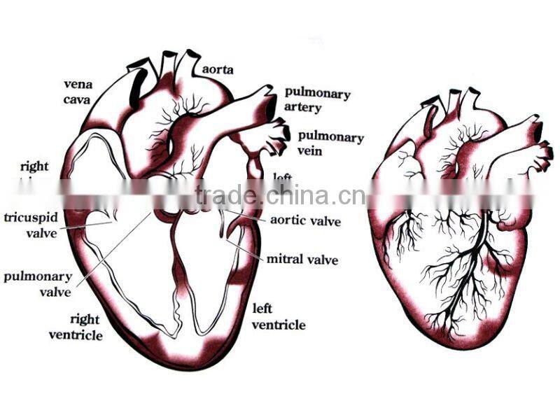 Heart Section T Shirt