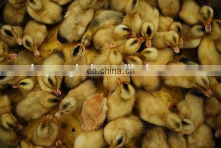 Factory Price Automatic Computer Control Chicken Incubator Hatcher Machine