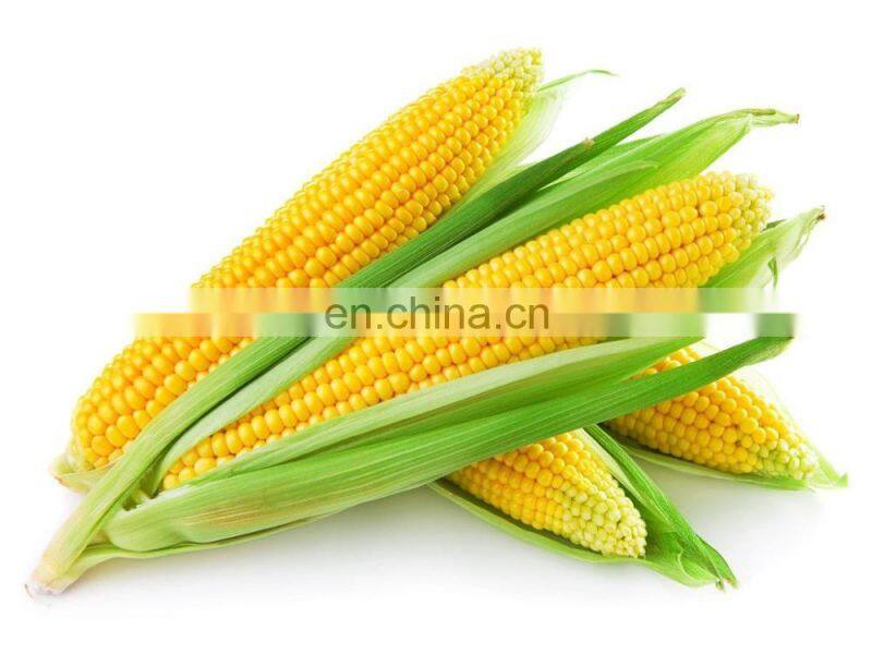 Automatic fresh sweet corn quick freezing machine baby corn quick freezer good price for sale