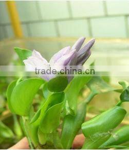 Rectangular Shape greenhouse 300w Plant Growing Lamp