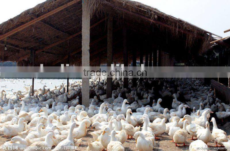 Small fishmeal production line//0086-15838061756