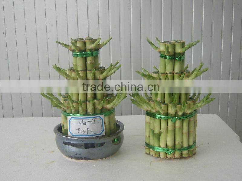 layers towers / ties fengshui Draceana Lucky bamboo from professional nurseries
