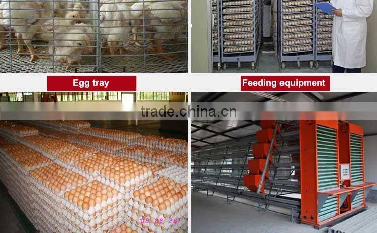 20 years lifespan A type of poultry egg chicken layer cage price