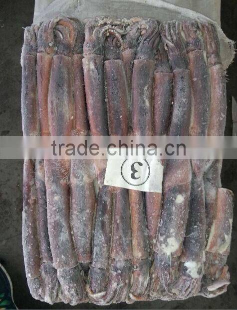 frozen squid malaysia illex squid