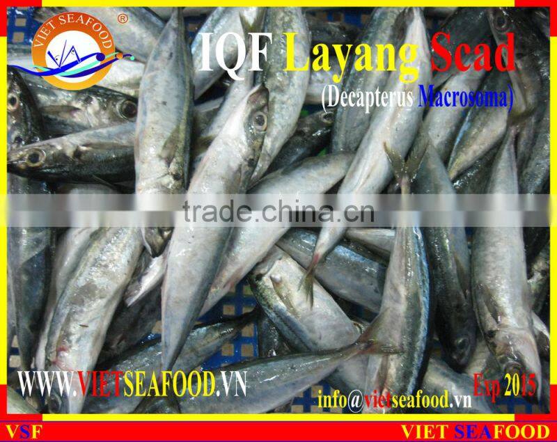 IQF LAYANG SCAD WHOLE ROUND