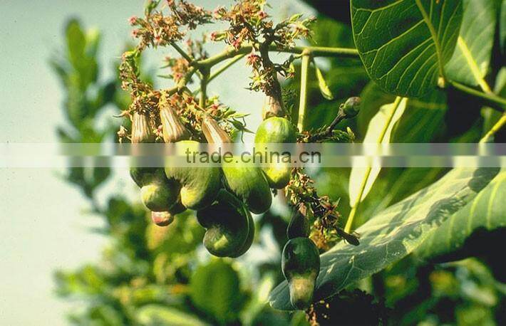 hot selling roasted cashew nuts W320