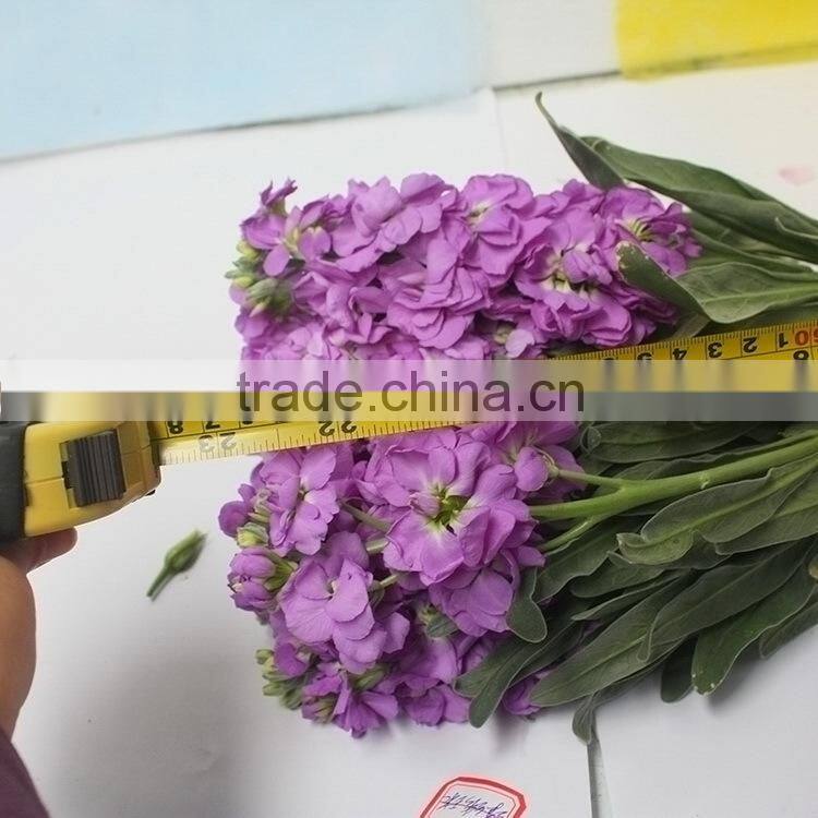 Alibaba china stylish cut fresh violet flowers