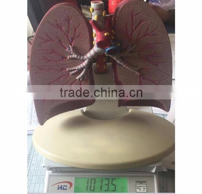 Simulation Model for Medical Research and Students Learning