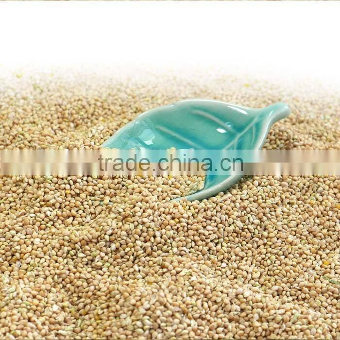 White Broomcore Millet with reasonable price 2016 crop