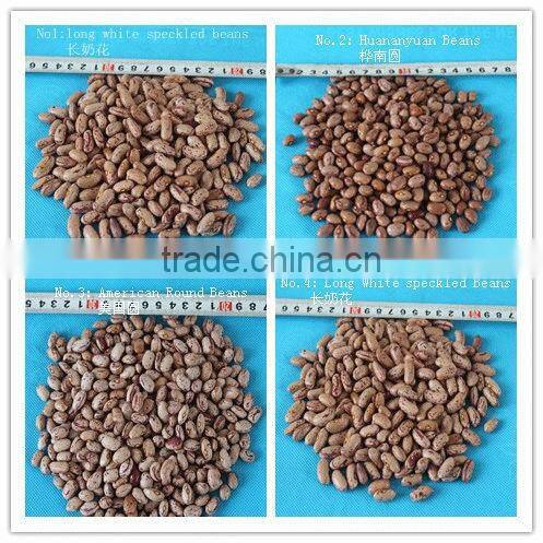 England red kidney beans