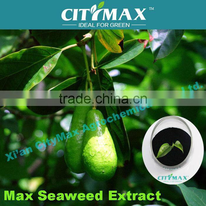 100% water soluble high organic matter algae acid extract powder fertilizer