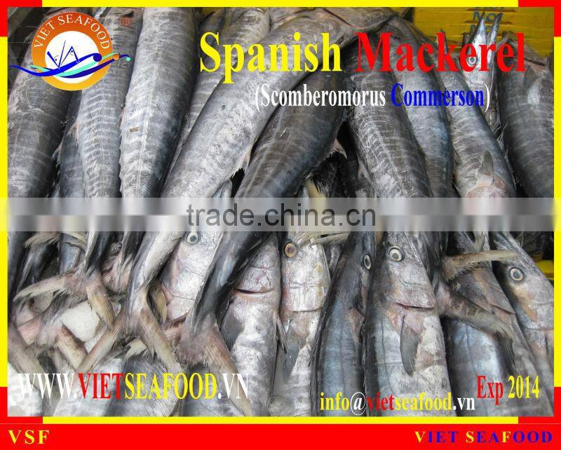 FROZEN SPANISH MACKEREL WHOLE ROUND