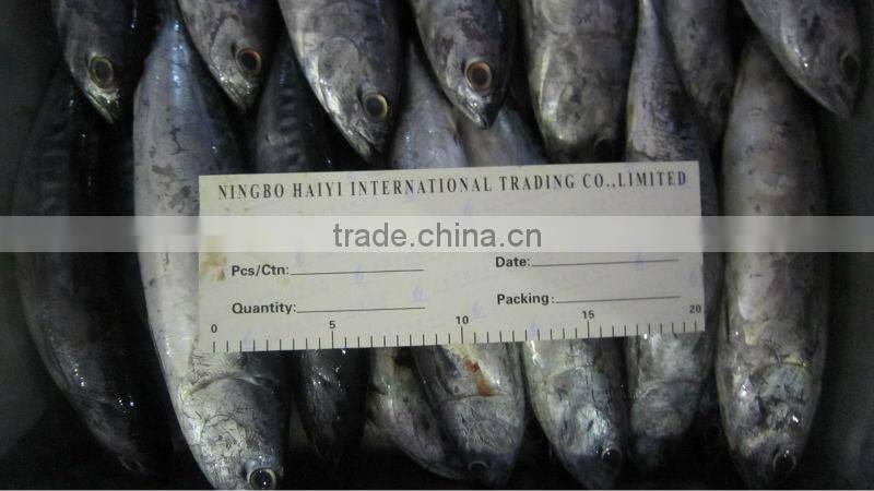 new frozen bonito tuna