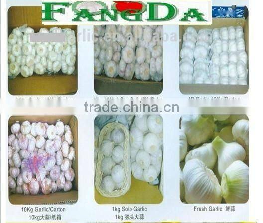 Chinese Best Garlic