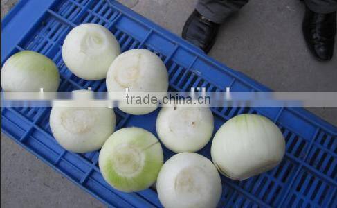 high quality onion cutting machine and frozing,Onion peeler,peeling machine