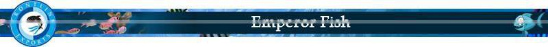 Best Quality Frozen Emperor Fish at Low Price