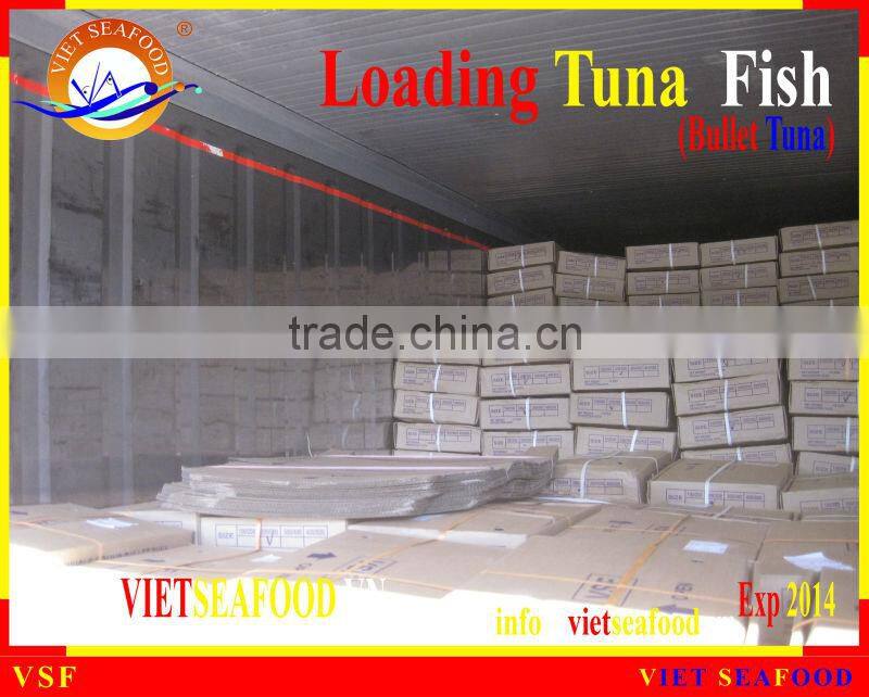 LOADING WHOLE ROUND BULLET TUNA