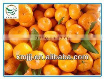 Chinese Mandarin Orange