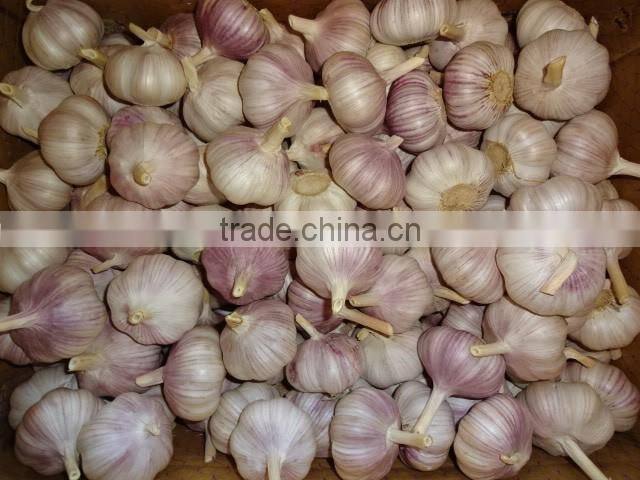 Jinxiang Garlic Normal White Fresh Garlic New Crop