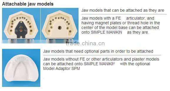 dental dummy head & Oral Cover Water Drainage & Mount for school