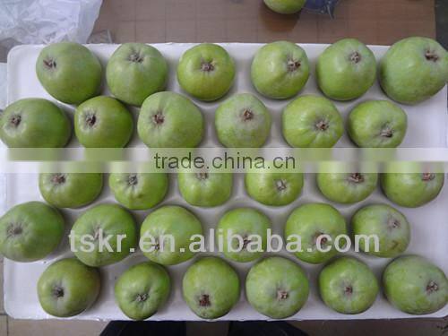 apple fruit fresh olden crisp apples non-bagged golden apples this year