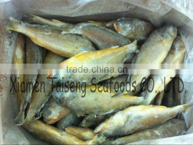 IQF Whole Round Yellow Croaker Fish