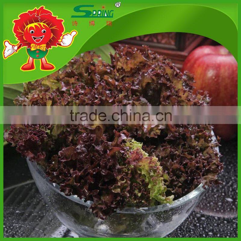 free of contamination hotbed red leaf lettuce