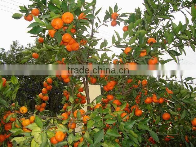top and sweet Nanfeng Orange