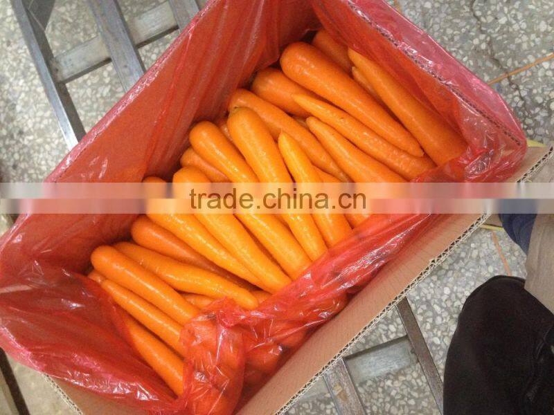 Export Standard Fresh Carrot
