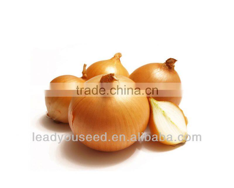 JON01 Round shape very hot sale planting seeds for onion seeds prices