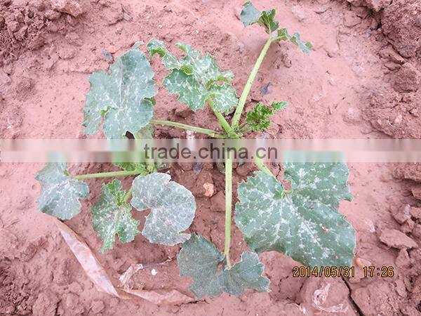 MSQ08 Gaoyuan tall-round greenhouse zucchini seeds, hybrid squash seeds f1