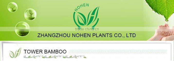 3 pieces lucky bamboo